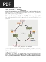 Reaksi Gelap Fotosintesis | PDF