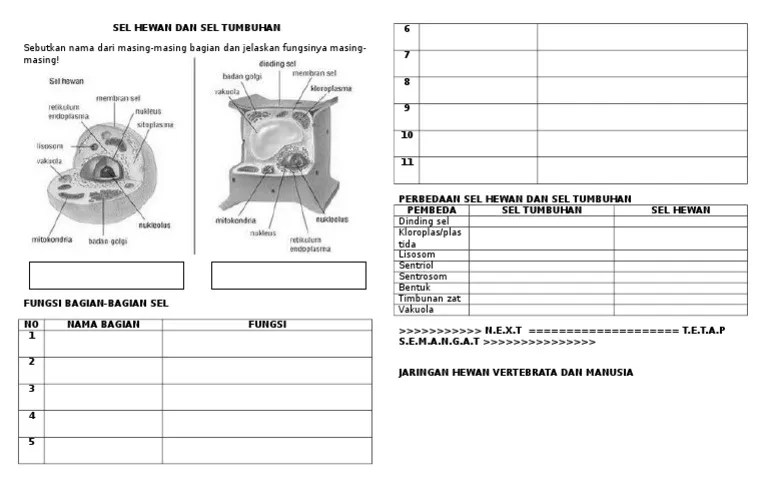 Sel Hewan Dan Sel Tumbuhan | PDF