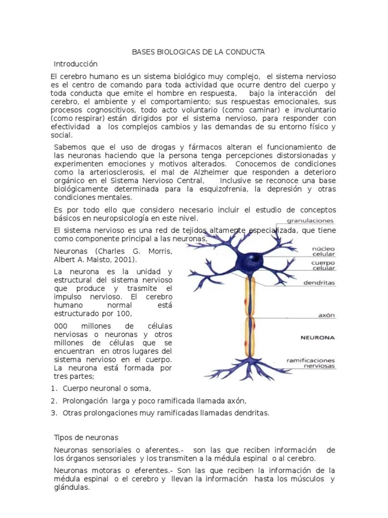Bases Biológicas De La Conducta | PDF | Neurona | Potencial De Acción