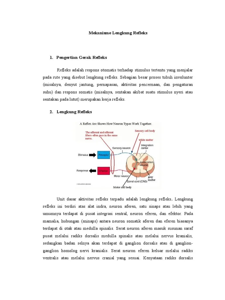 Makalah fisiologi refleks muntah rio.docxdocuments. Mekanisme Lengkung Refleks