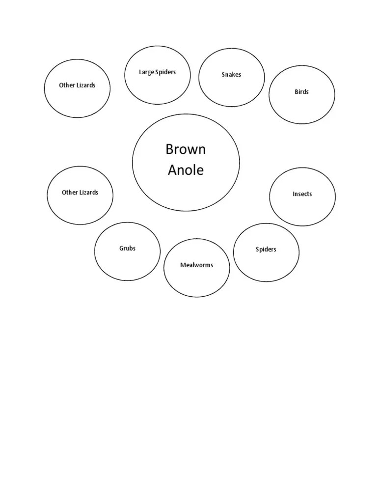 Biodiversity Food Web | PDF