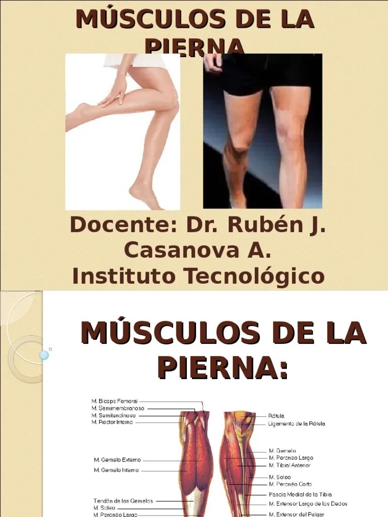 45.- Músculos De La Pierna | PDF | Dedo Del Pie | Pie