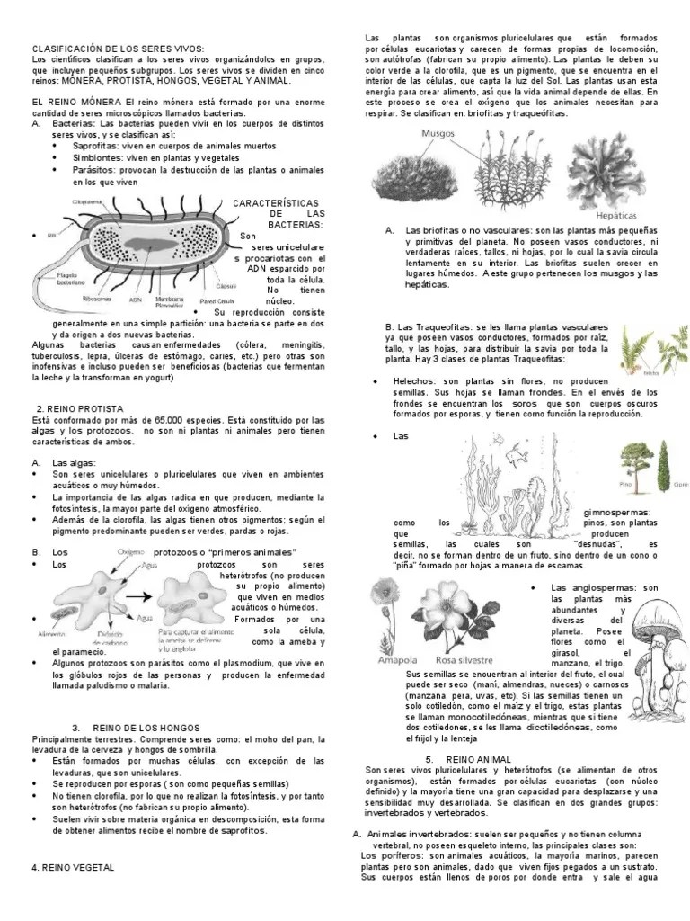 Clasificación De Los Seres Vivos | PDF | Algas | Plantas
