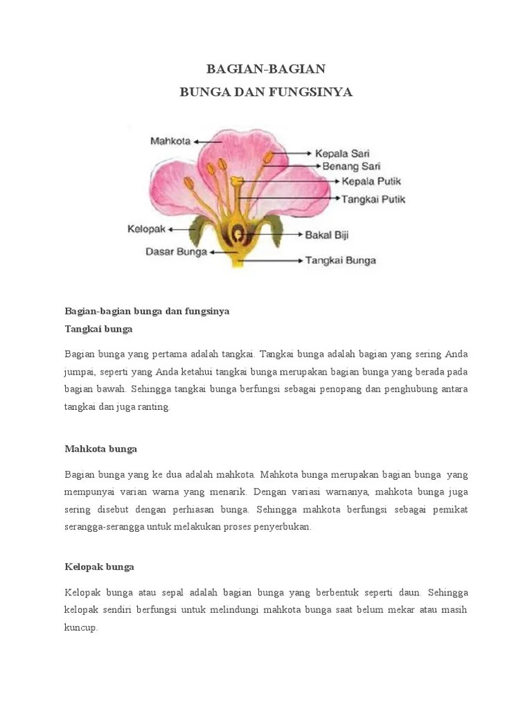 Bagian Bunga Sepatu Dan Fungsinya | PDF