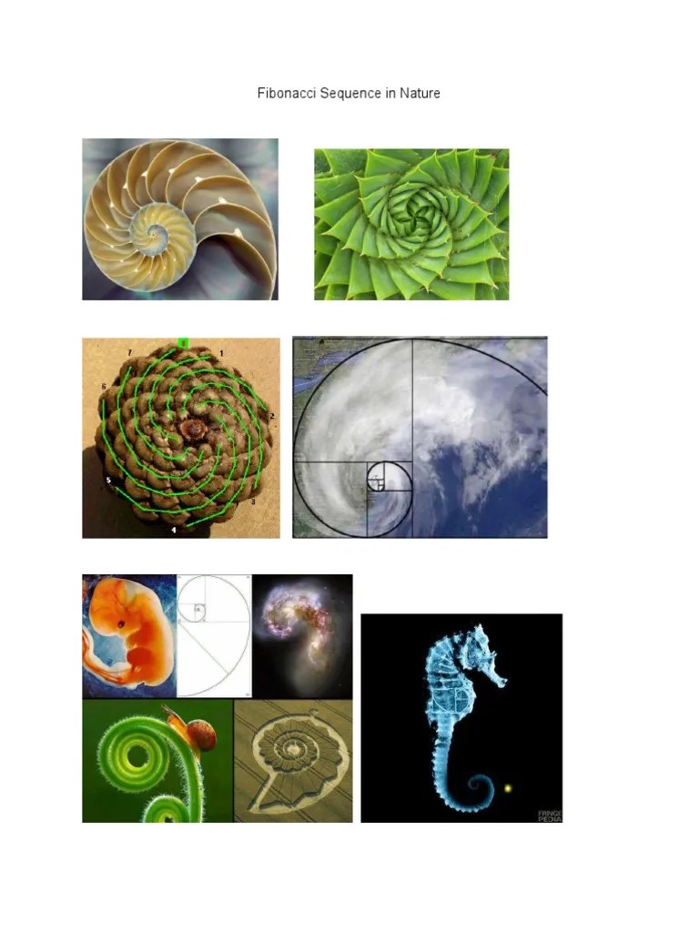 Fibonacci Sequence In Nature And Golden Ratio Template | PDF