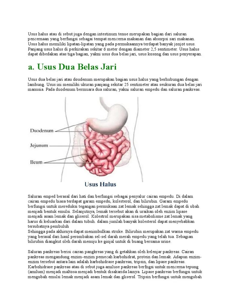 A. Usus Dua Belas Jari | PDF