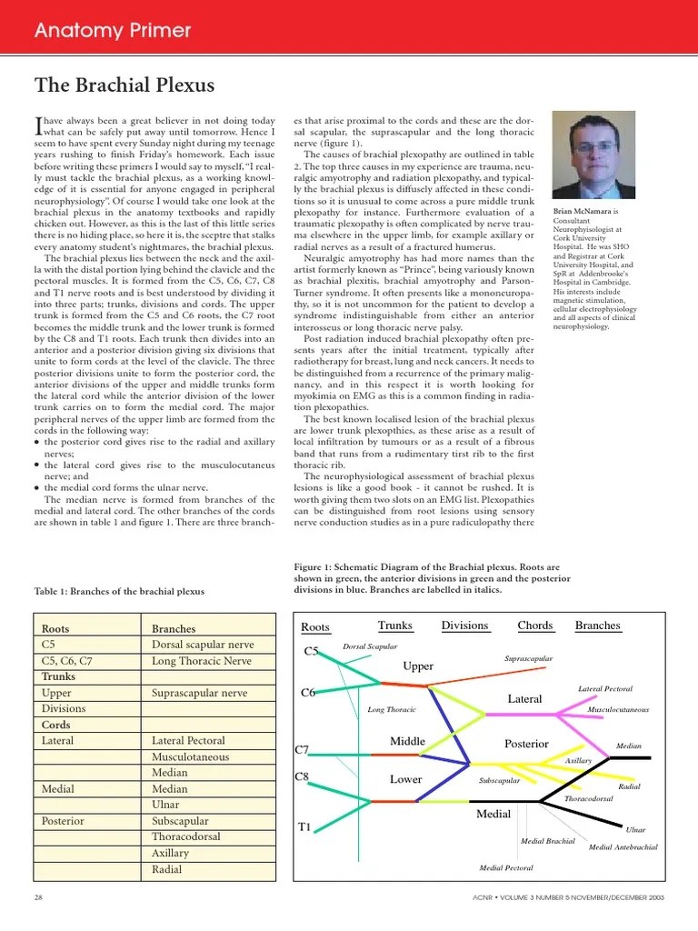 The Brachial Plexus PDF | PDF | Clinical Medicine | Animal Anatomy