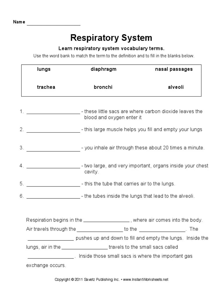 The respiratory system worksheet answer key. Respiratory System Worksheet Fill In Pdf