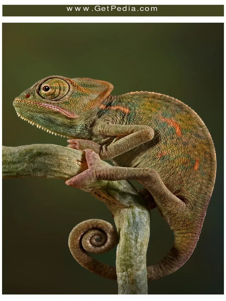 Anatomy 3D Modeling Animation Synthesis And Analysis Techniques For The ...