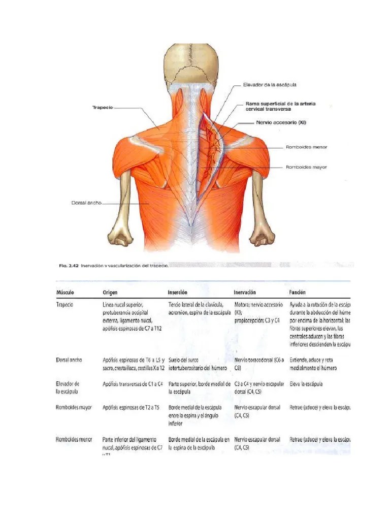 Musculos Origen Insercion Accion | PDF