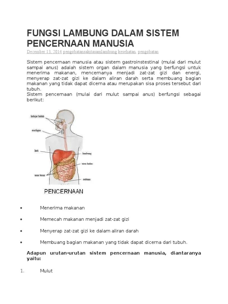 Fungsi Lambung Dalam Sistem Pencernaan Manusia | PDF