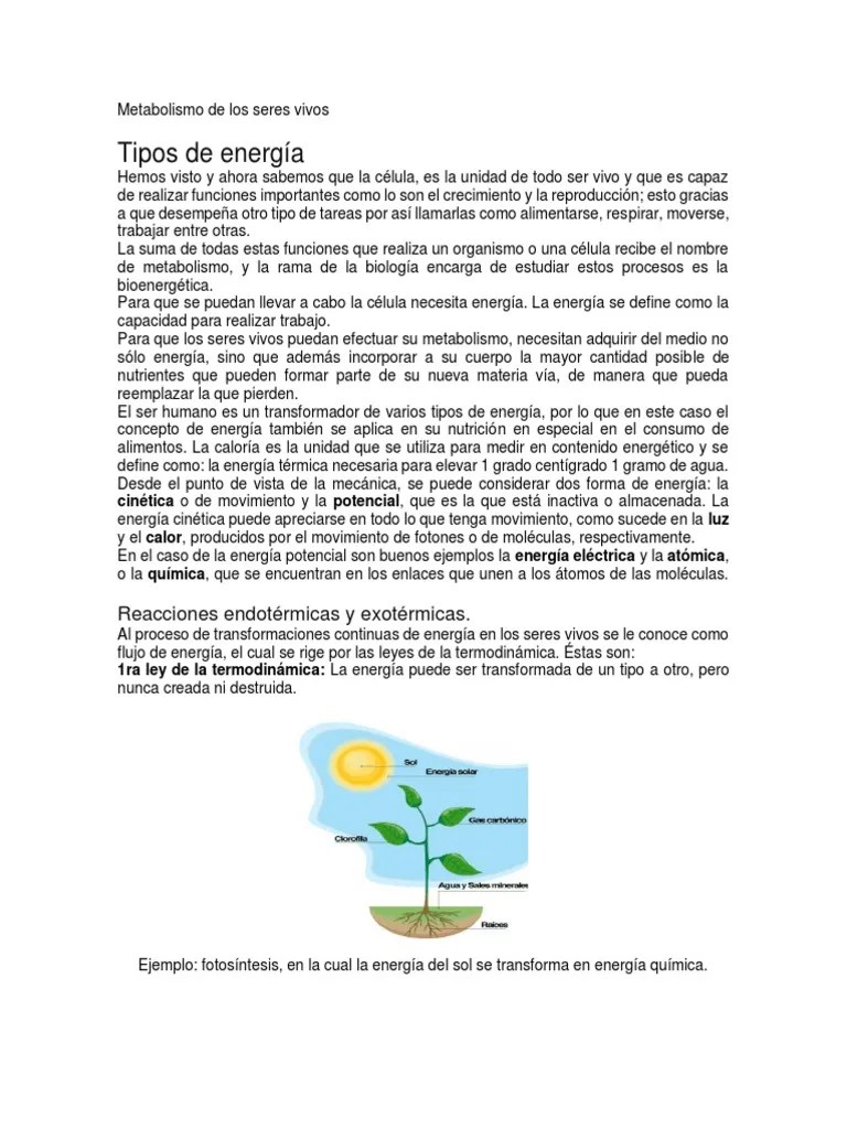 Metabolismo De Los Seres Vivos PDF | PDF