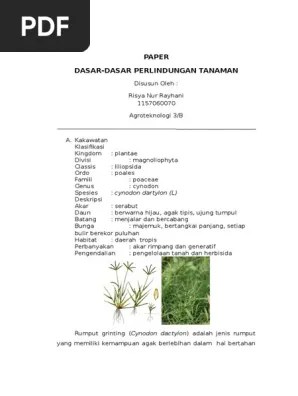 Sebagai salah satu jenis rumput pakan ternak, rumput grinting memang baik untuk kesehatan hewan ternak. Gulma