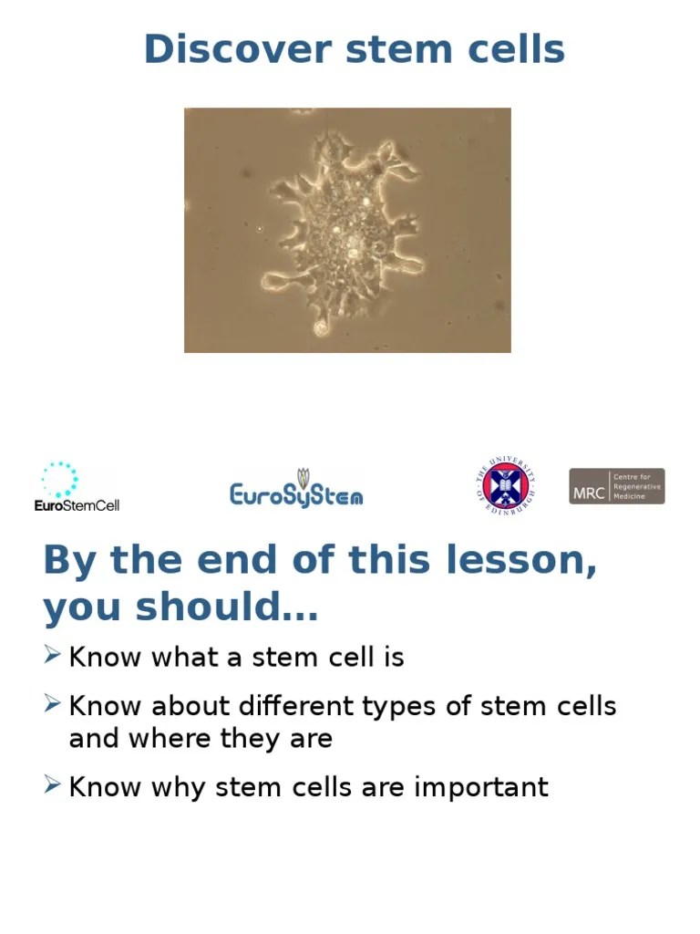 Lesson 2 - Stem Cells | PDF | Stem Cell | Cellular Differentiation