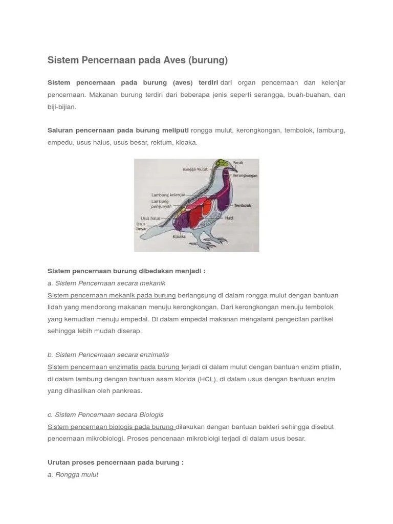 Sistem Pencernaan Pada Burung Tetapi pada kali ini kita akan coba bahas tentang sistem pencernaan pada burung daramerpati.