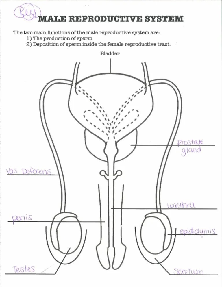 This diagram depicts heart diagram with parts and labels. male reproductive system diagram key