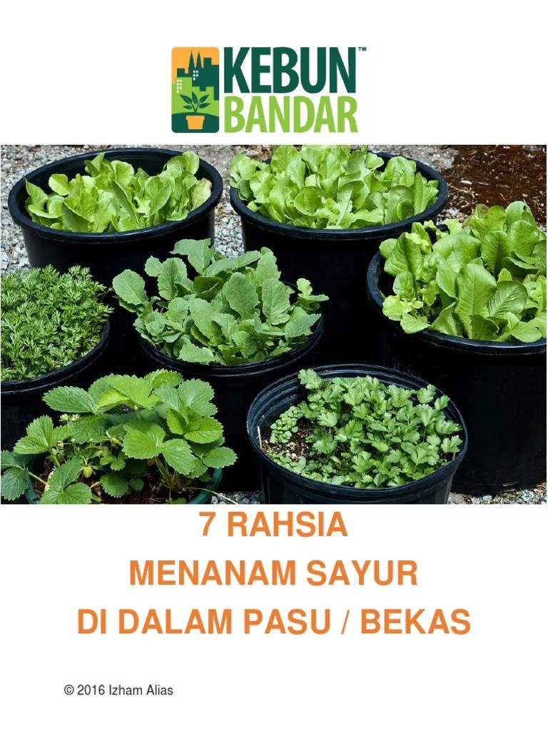 Lalu, masukkan bibit tanaman atau sayuran hidroponik anda di dalamnya. 7 Rahsia Tanam Sayur Di Dalam Pasu Pdf