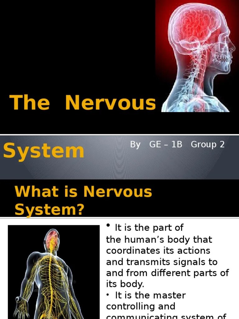 The Nervous System - Psychology | PDF | Central Nervous System ...
