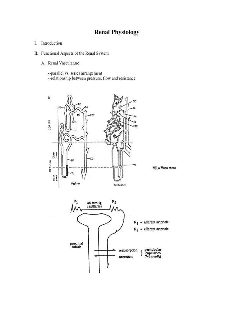 Renal Physiology PDF | PDF | Renal Function | Kidney