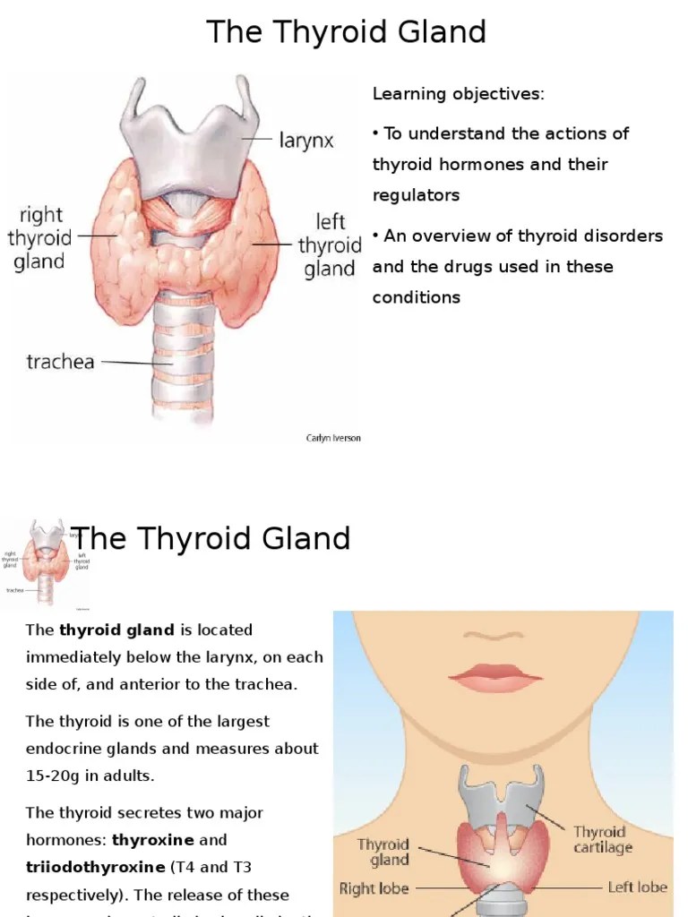 Physiology Of The Thyroid Gland | PDF | Thyroid | Thyroid Stimulating ...
