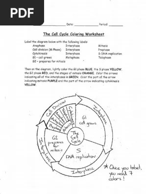 Cytokinesis is the division of the cytoplasm in eukaryot. Cell Cycle Coloring Key Pdf