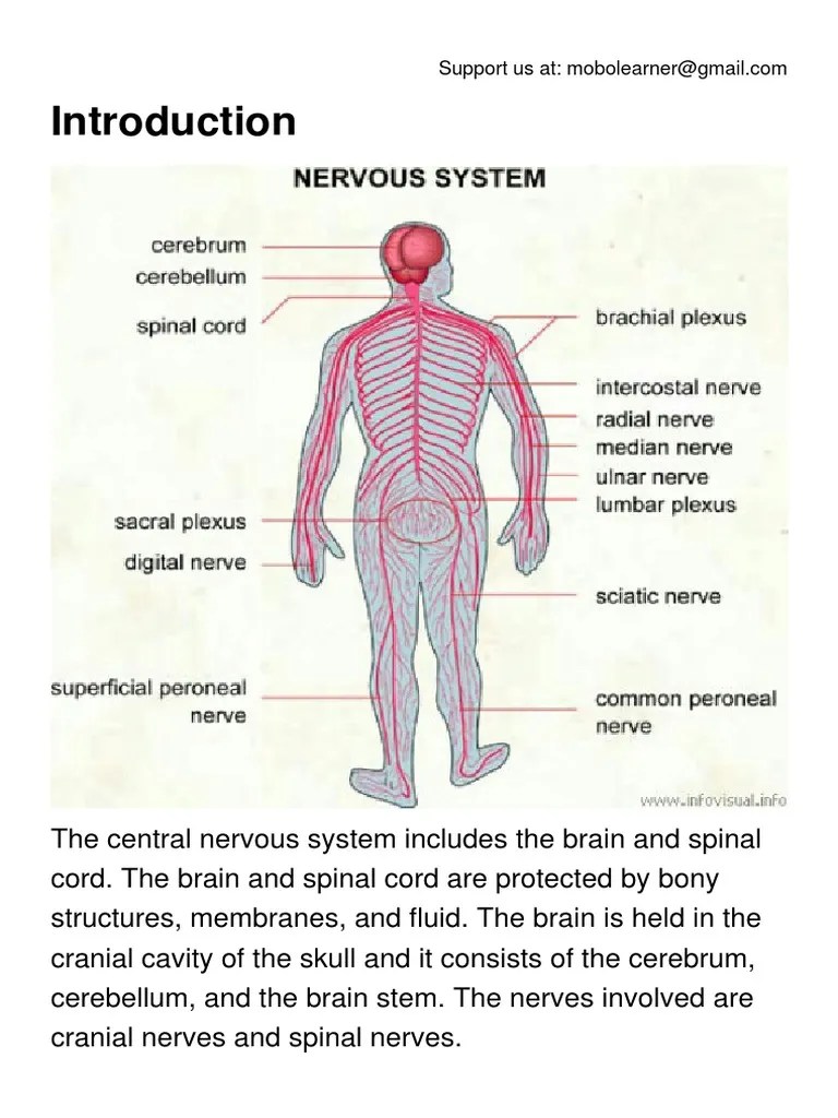 The Nervous System PDF | Download Free PDF | Nervous System | Central ...