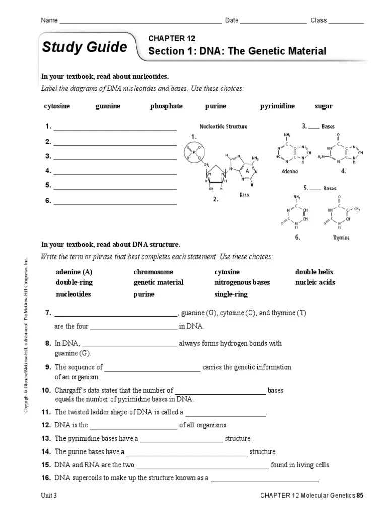 CH 12 Study Guide | PDF | Translation (Biology) | Dna