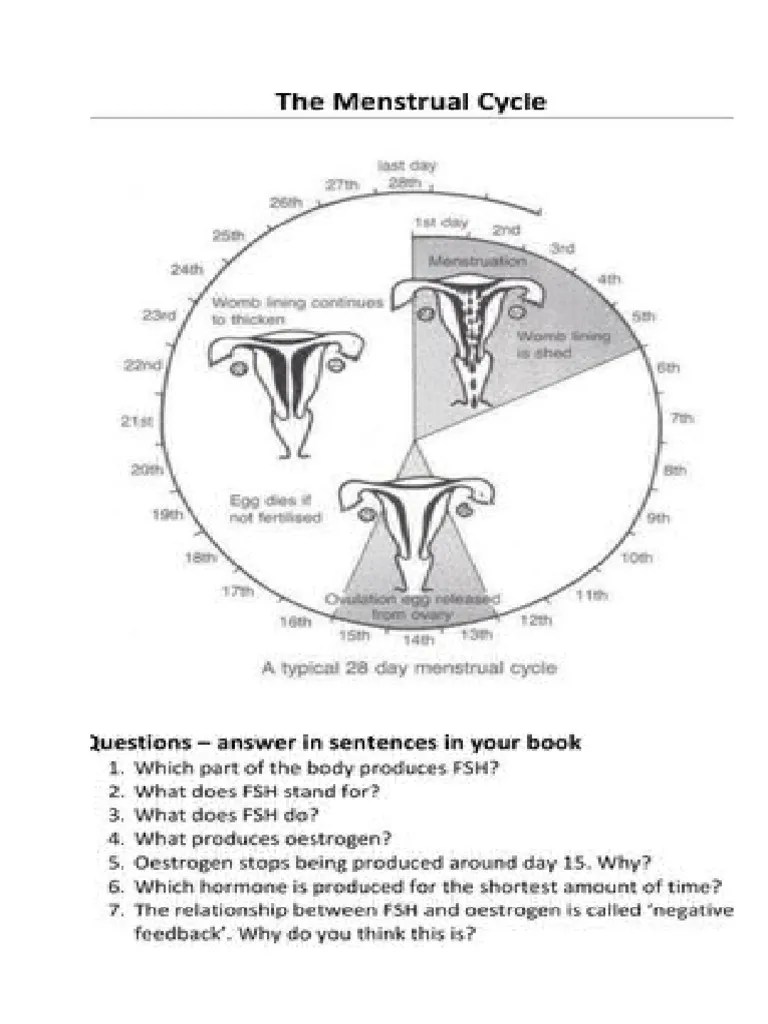 The first is a diagram showing the menstrual cycle with blank missing events that the . Form 4 Worksheet Menstrual Cycle Pdf