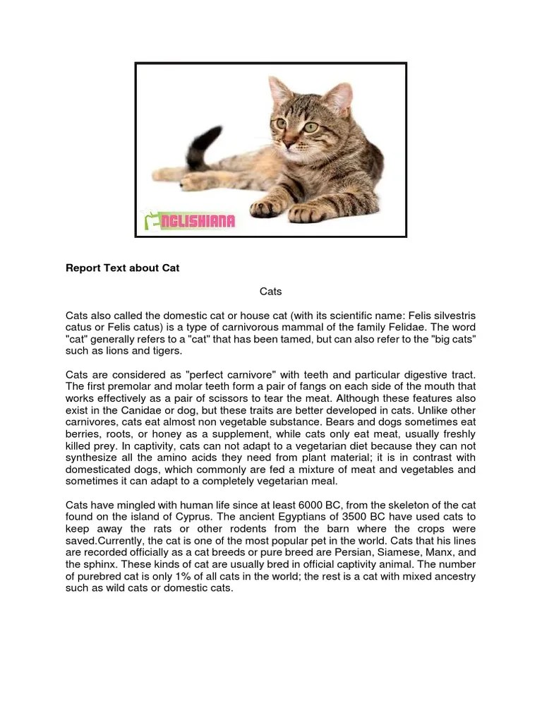 One type of cat that is a favorite to be . Report Text Tentang Kucing Content
