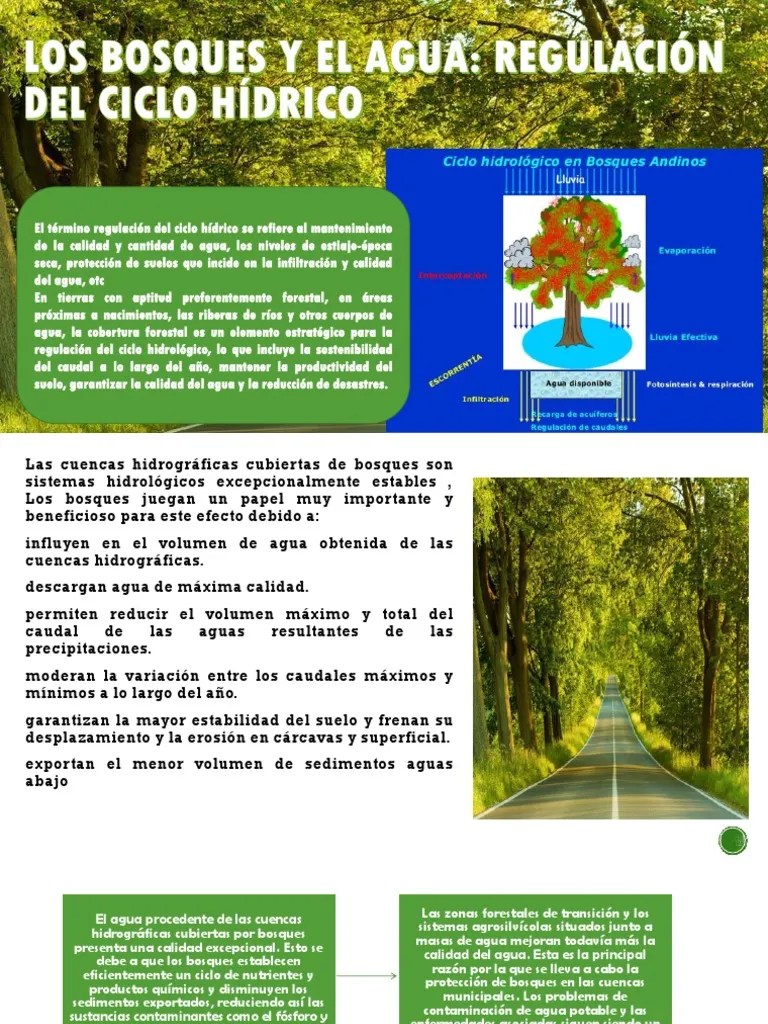 Importancia De Los Bosques | PDF | Los Bosques | Agua