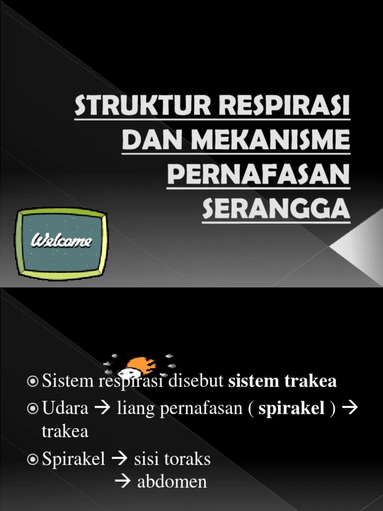 Sebagai salah satu hewan yang termasuk dalam serangga, berikut ini mekani. Struktur Respirasi Dan Mekanisme Pernafasan Serangga Pdf