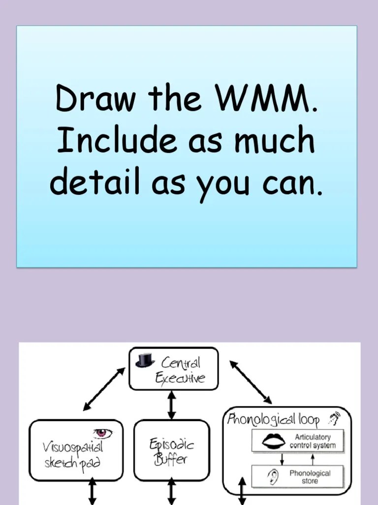 Lesson 5 Working Memory Model Ao3 | PDF | Memory | Working Memory