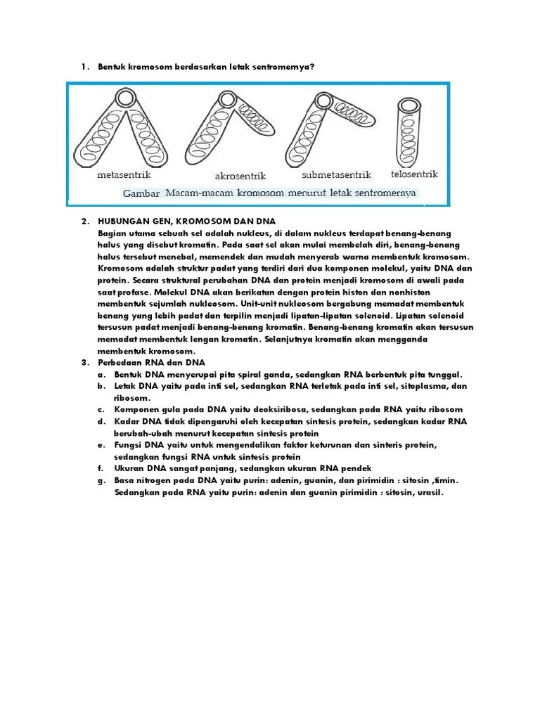 Bentuk Kromosom Berdasarkan Letak Sentromernya | PDF
