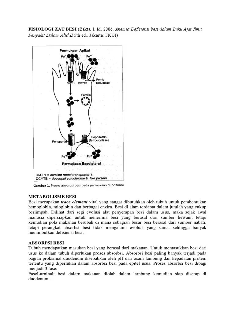 Fisiologi Zat Besi | PDF