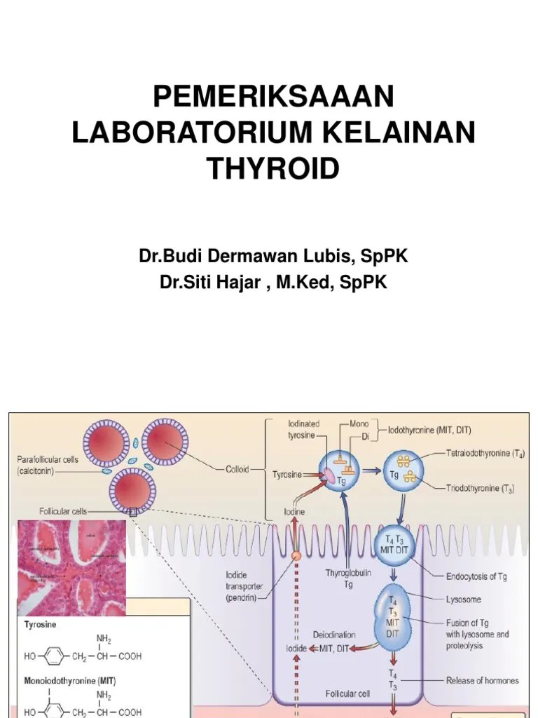 Laboratory Testing For Thyroid Disorders: An Overview Of Thyroid ...