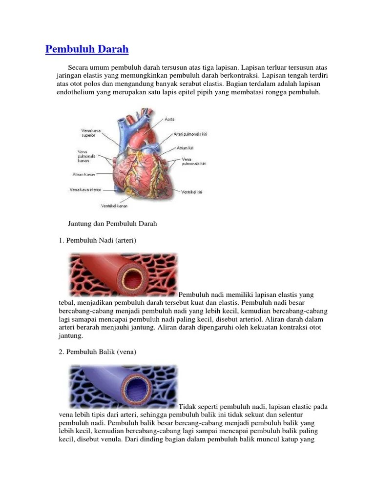Pembuluh Darah | PDF