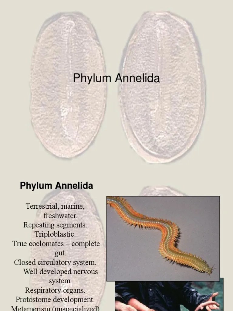 Pdf Structure And Development Of Nephridia In Annelida And Related Taxa Water vascular system which help in _____ A Cocomotion B capture and transport of food C respiration D all above 38.