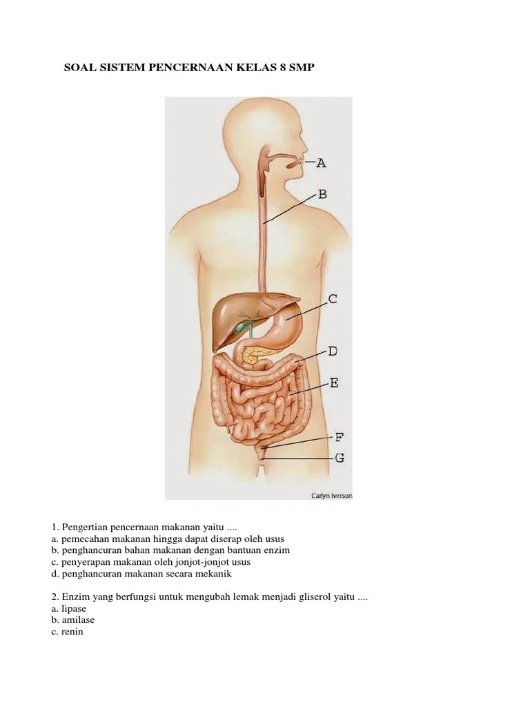 Apa Saja Sistem Pencernaan Pada Manusia Biologi Kelas 8 Kompetensi inti kompetensi dasar dan indikator pencapaian kompetensi.