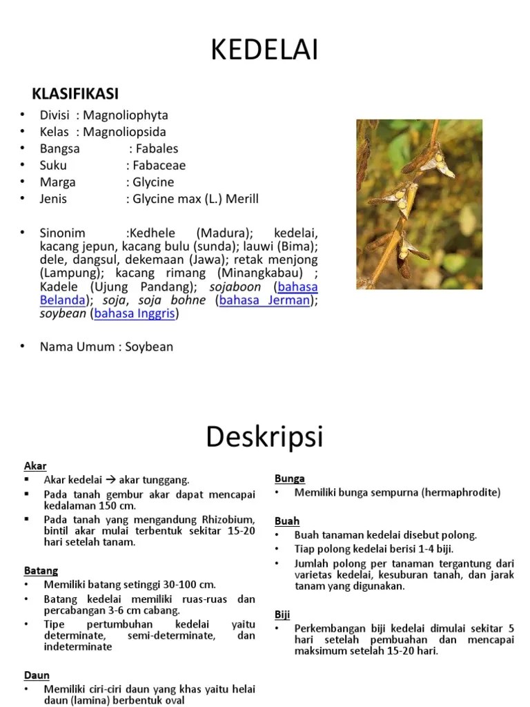 Kedelai | PDF