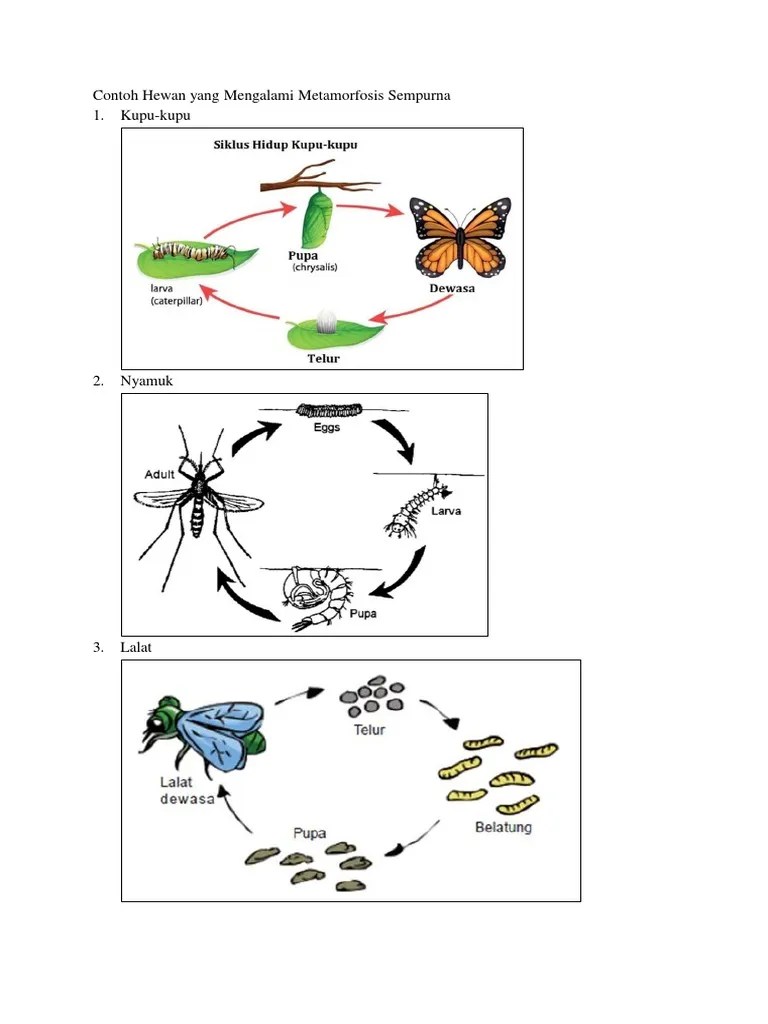 Contoh Hewan Metamorfosis Sempurna Tidak Sempurna | PDF