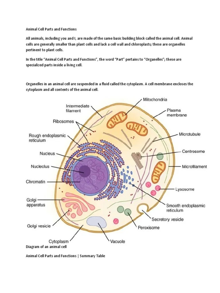 We did not find results for: Animal Cell Definition Endoplasmic Reticulum Cell Biology