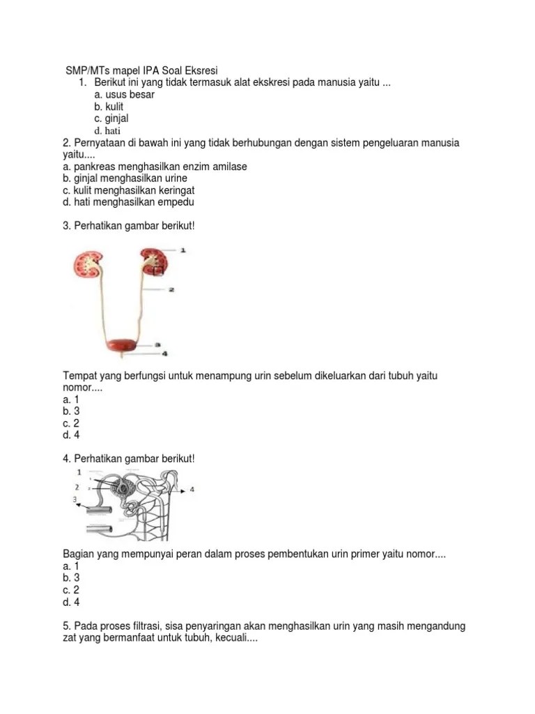 Berikut ini yang tidak termasuk alat ekskresi adalah usus … Alat Ekskresi Yang Juga Berfungsi Sebagai Alat Respirasi Adalah A Ginjal B Kulit C Hati D Paru Paru Blender Kita