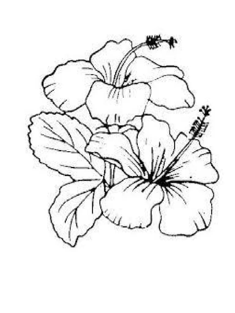 Pengusaha pembekal anak pokok bunga raya hibiscus rosasinensis, warisan petani pokok janggut tok adam, Bunga Raya Pdf