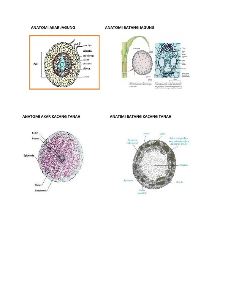 Anatomi Akar Jagung | PDF