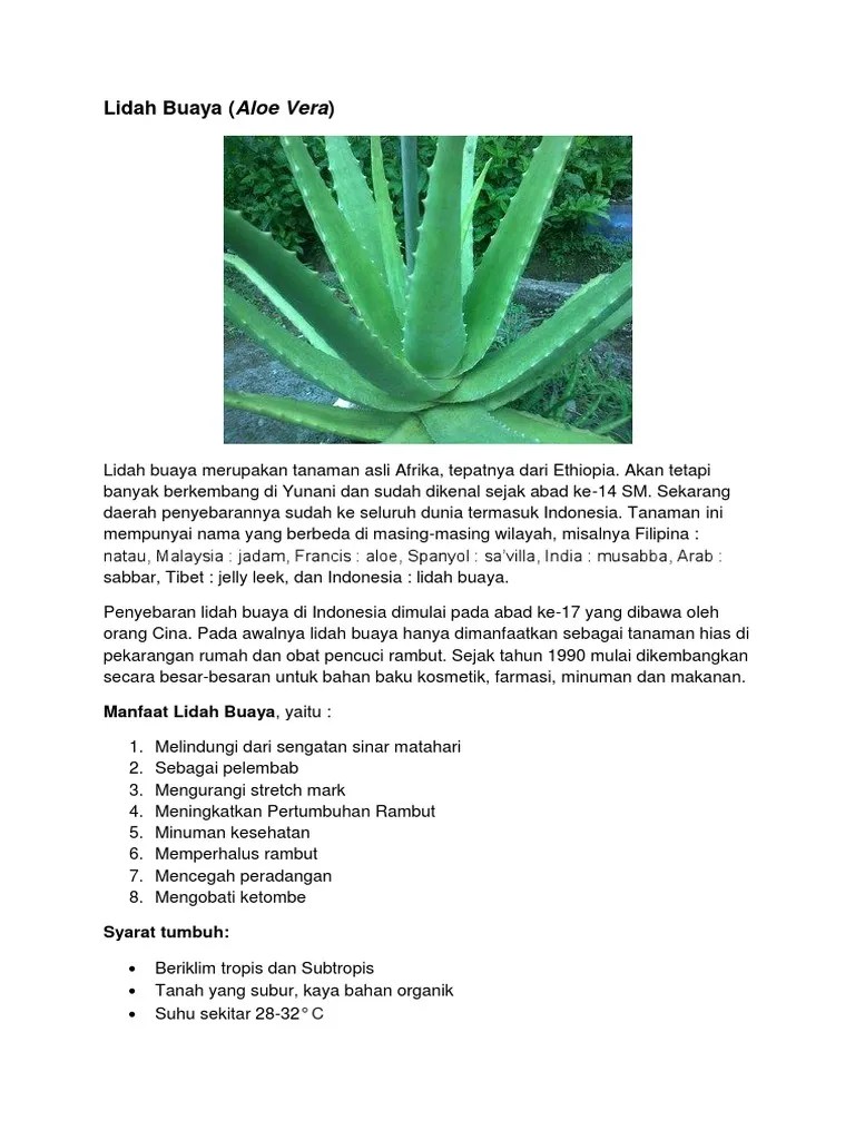 Apa Bahasa Inggris Dari Kata Lidah Buaya