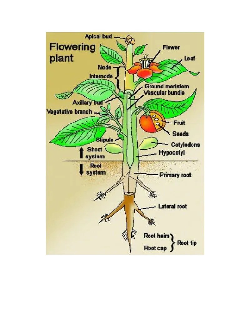 Bagian Tumbuhan Dalam Bahasa Inggris | PDF