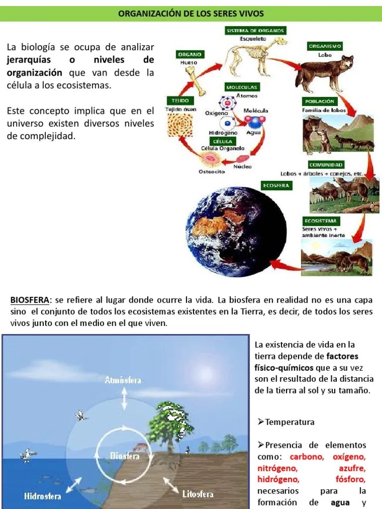 Organización De Los Seres Vivos | PDF | Ecosistema | Organismos