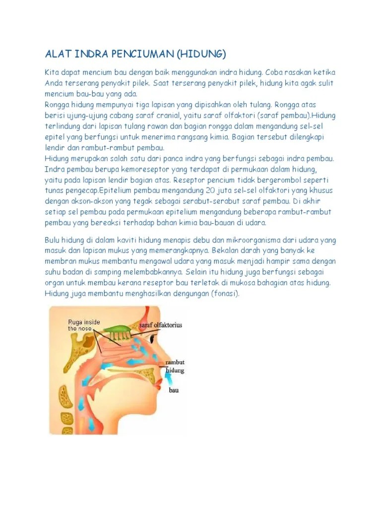 Alat Indra Penciuman | PDF