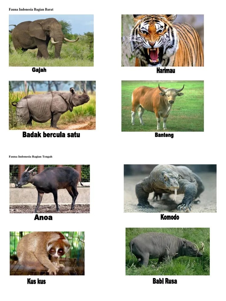 Gambar Fauna Indonesia Bagian Barat Beserta Penjelasannya