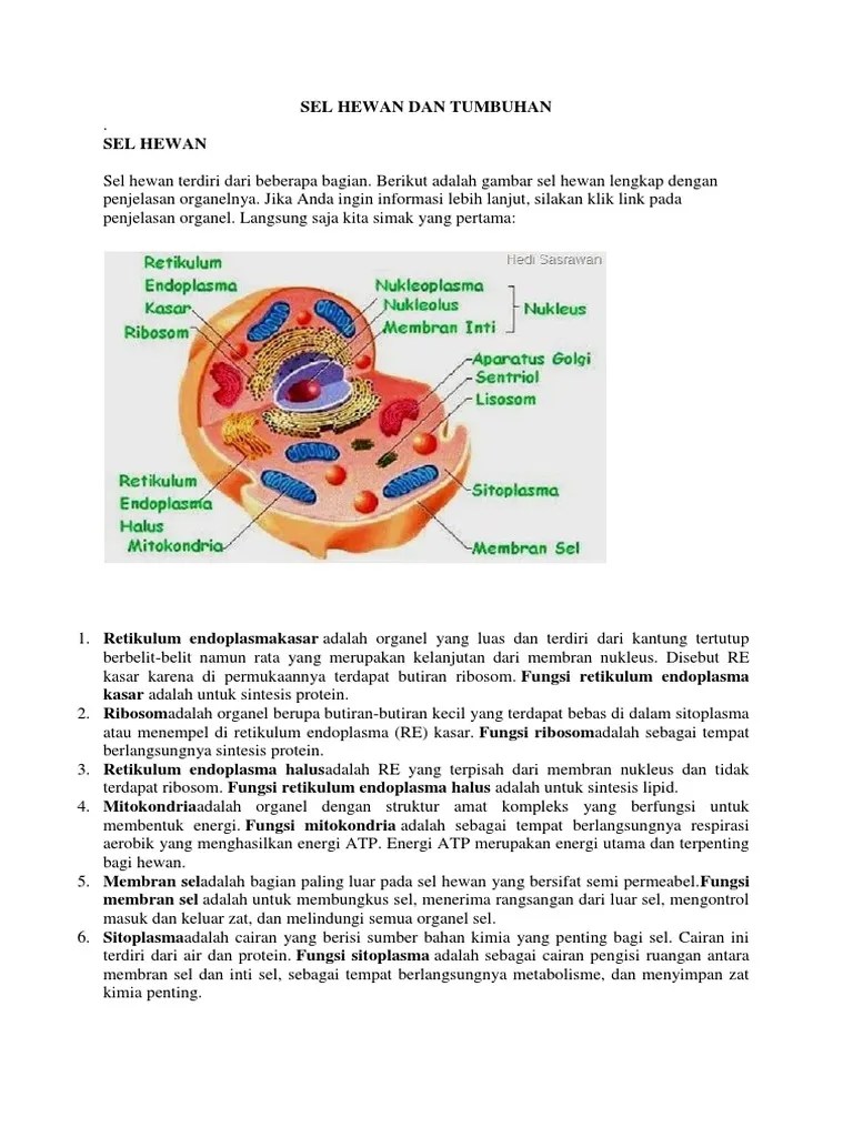 Sel Hewan Dan Tumbuhan | PDF